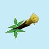 Natural Fresh Neem Datun Stick for Teeth | Nim Twigs for Good Tooth Gems, Relieve Tooth Ache | Chew Sticks Promotes Fresh Breath and Health Pack of 20 pcs.