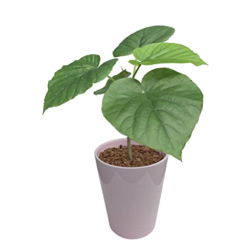 花のギフト社 フィカス ウンベラータ 観葉植物 本物 ミニ観葉 うんべらーた ウンベラータ鉢植えのサムネイル