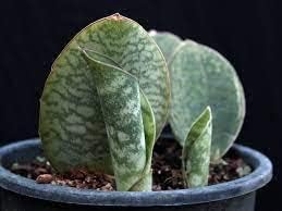 Greenursery sansevieria live Indoor Plant For Home and Garden with Pot (Pack of 1) (Sansevieria Masoniana Mason Congo) (B0CRGWQ32F) Amazon Price History, Amazon Price Tracker