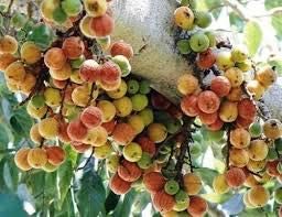 Mphmi Gular Live Plant,Ficus Racemosa, Cluster Fig Fruit Plant (B08T5XHZ44) Amazon Price History, Amazon Price Tracker