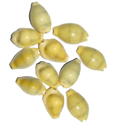 Yellow Kaudi - Yellow Shells - Peeli Kowdi - Yellow Gavvalu - Pack of 11 Pieces