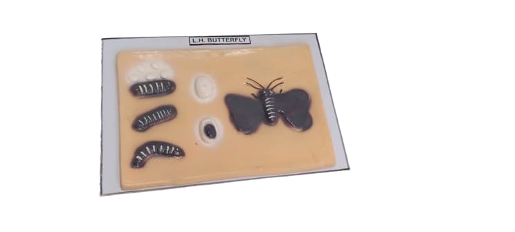 B.L.H Butterfly Morpho species,Insect breeding,Butterfly farming EDUCATIONAL MODEL