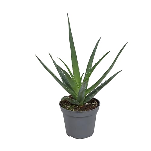 Aloe Vera Pflanze 25 cm – Echter Aloe Vera – Pflegeleichte Sukkulente, Luftreinigende Zimmerpflanze für Zuhause & Büro