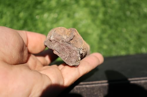 Image of Calymene Trilobite Flexicalymene Trilobite Ordovician Fossil Trilobites A233