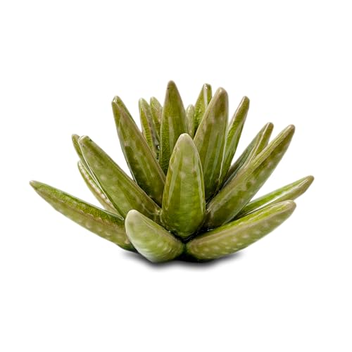 Hydrone Design Ceramic Succulent Flower Table Centerpiece (Cactus)