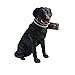 Labrador Retriever Black My Dog Figurine