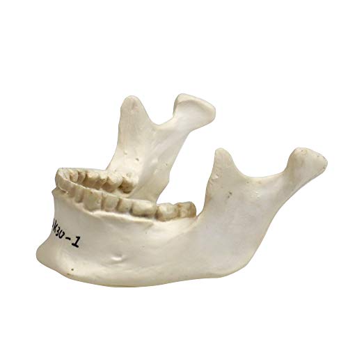 Image of Parco Scientific PB00157 22-Part Totally Disarticulated Plastic Skull