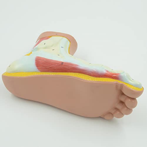 AMLESO Simulation Human Foot Model with Ligament, Bones, Muscle Details Arched Foot Model Study Mode