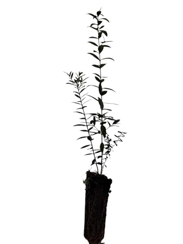 Planta natural Myrtus Comunnis. Mirto. 20-30 cm. En cepellón listos para plantar. Aromática, resistente, atrae polinizadores, ideal para setos, mejora suelos y tiene usos medicinales.