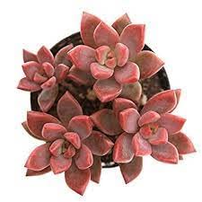 Guruji Plantation Graptosedum Plant Indoor Plant For Home and Garden with Pot (Pack of 1) (Green)