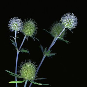 Seathorn Floral Fine Art Print 30 x 30