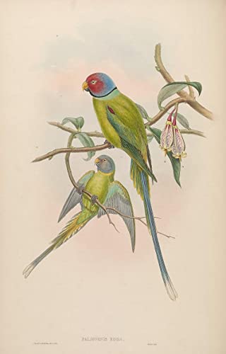 Peinture sur toile oiseau pour briser la monotonie des murs blancs