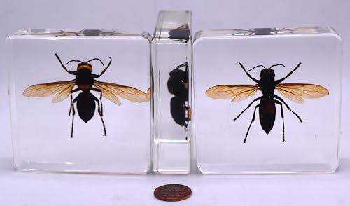 Image of 2.9 inch Real Asian Giant Hornet w /Open Wings in Square Crystal Clear Lucite Resin Specimen Preserved Taxidermy Collection for Biology Science Education Desk Ornament Display Supplies Paperweight