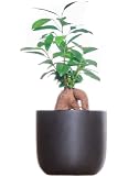 東京寿園 ガジュマル ガジュマルの木 大型 観葉植物 本物 土を使わない観葉植物 ハイドロカルチャー おしゃれ ブラック
