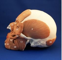 Wellden Medical Anatomical Skull With Facial Musculature Model #TOP2