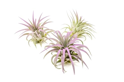 Lavender Colorful Tillandsia Air Plants - Long Lasting Color Enhanced Live Tillandsia Succulent House Plants - Home and Garden Decor - Easy Care Indoor and Outdoor Plant - Thumbnail 2