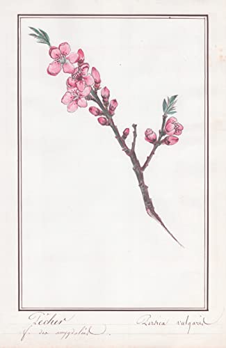 Pecher / Persica vulgaris - Nektarine / Botanik botany / Blume flower / Pflanze plant