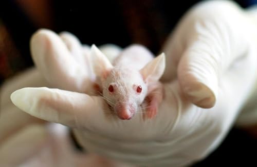 Undercover Footage Exposes Animal Testing in UK Drug Laboratories