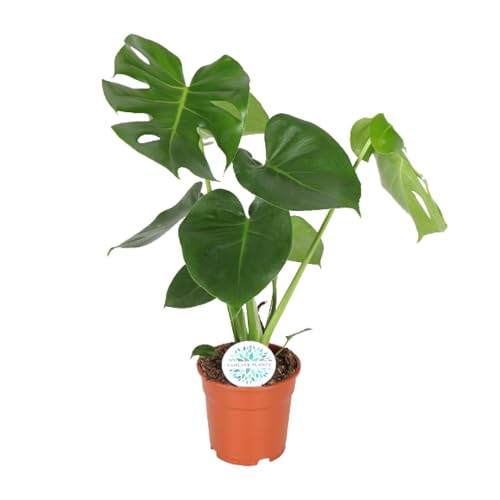Planta Agujero - Monstera Deliciosa altura 55cm tamaño maceta 17cm