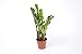 Zamioculcas Zamiifolia Zanzibar 40 cm 3+ Blätter Glücksfeder Zimmerpflanze