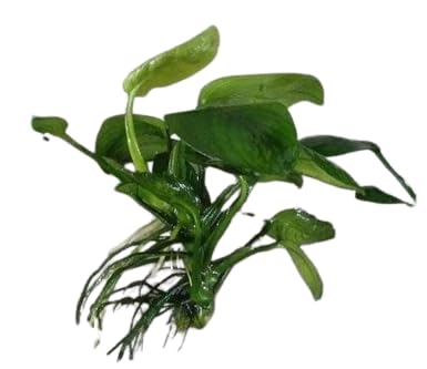 See full amazon price history chart for Thyanas Aquarium Live plants | Anubias Aquatic plant for fish tank | home & indoor decor | Anubia Submerged Ornamental Plants (Anubias Nana (3-5 Leaves)) Thyanas Aquarium Live plants | Anubias Aquatic plant for fish tank | home & indoor decor | Anubia Submerged Ornamental Plants (Anubias Nana (3-5 Leaves)) (B0D4M1M7XM) Amazon Price History, Amazon Price Tracker