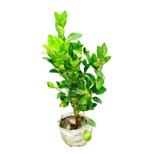 Image of Thai All Time Lemon SeedLess Lemoon Plant Nimbu Plant Hybrid Lemon tree Plant Black Pot