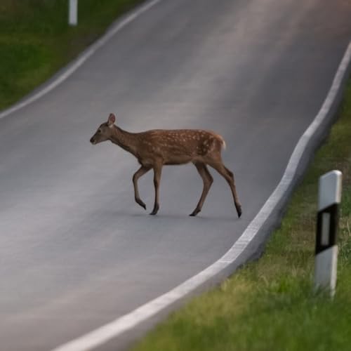 Kolizja z dzikim zwierzęciem cover art