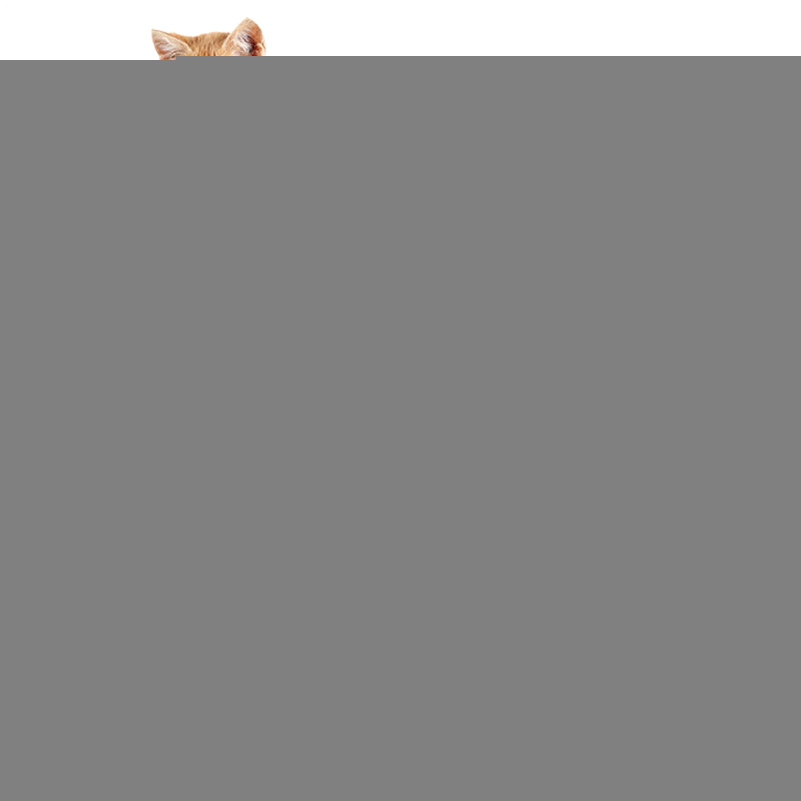 Outdoor-Katzenzelt, Tragbares Katzenzelt Im Freien, Faltbare Mit Tunnel, Interaktive Trainingsausrüstung Für Haustiere Für Camping, Innen Und Auf Reisen