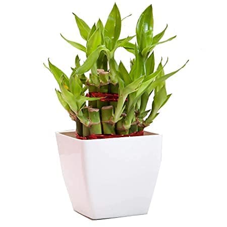 Image of Natural Live Indoor Air Purifying Lucky Bamboo Plants with Decorative Pot for Living Room, Balcony, Office And Garden (3Inch Pot, Assorted Colour)