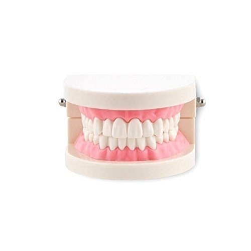 Dental Teach Study Adult Standard Demonstration Typodont Teeth Model Pink #TOP1