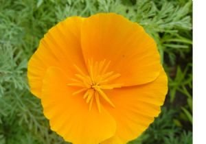 Poppy California Orange Nice Garden Flower Seeds by Seed Kingdom