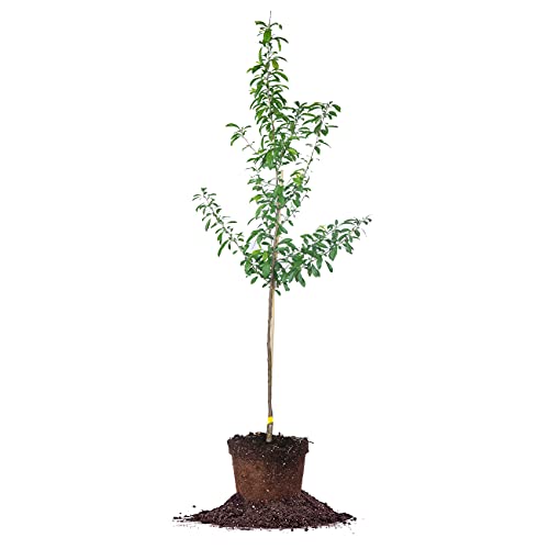 Perfect Plants Bruce Plum Tree 4-5 Ft. Tall Steady Producer Of Delicious Fruit Easy Care, Bright White Flowers #TOP16