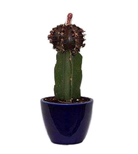 7 ocean Plus Black Moon Cactus