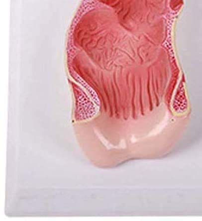 Modelo del Canal Anal y Recto - Médico Recto Modelo - El Modelo Educativo practicante del Canal Anal y Recto - el Apoyo a la formación médica, Equipos de Laboratorio