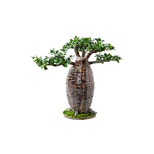 Planta artificial de baobab en maceta de imitación, planta verde artificial grande, decoración del hogar, oficina, hotel, planta verde, planta en maceta, decoración interior y exterior (tamaño: C) (m