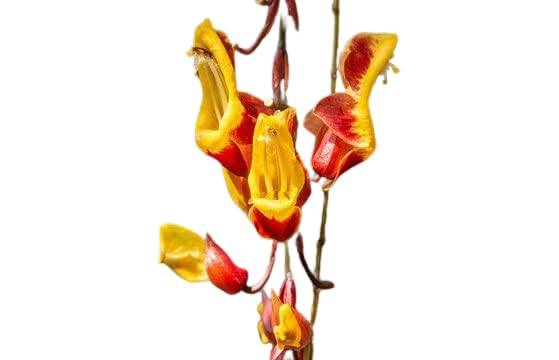 MANISHAS DAFFODILS Thunbergia Mysorensis Clock Vine Creepers - Climbers Flowers Live Plant Indoor Outdoor Living Plants (Pack of 1healthy plant in grow bag.) (B0BZMFCQC3) Amazon Price History, Amazon Price Tracker