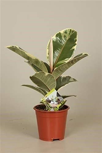 Portal Cool Ficus Elastica 'Tineke' Planta de Goma en un 14Cm Pot. RARA Vez se Ofrece
