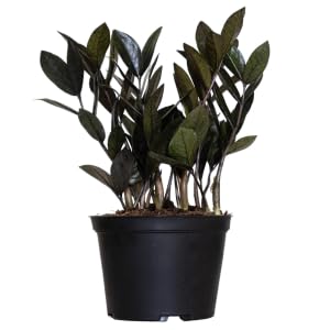 United Nursery Black ZZ Live Plant