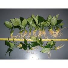 Water Plants 3 X Anubias, Anubias Mix, différents Types pour Fish Tank