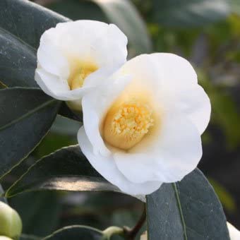 ツバキ Amazon | [ 花木苗 ] ツバキ 「白侘助」 3~3.5寸苗 | 花