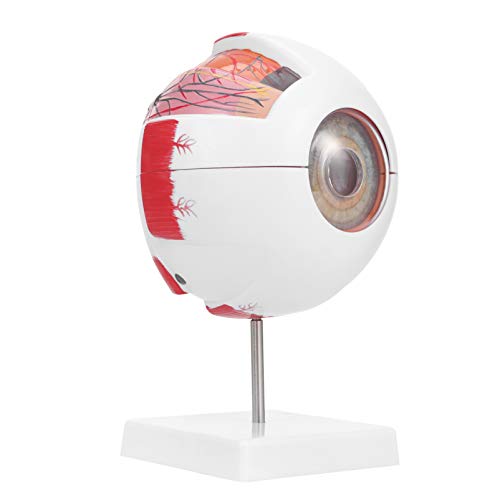 STOBOK Modelo Do Olho Humano Modelo Científico da Anatomia Do Olho Ampliado Ferramenta de Ajuda Didá