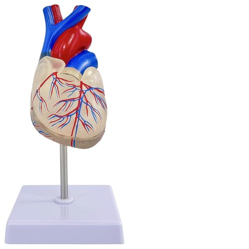 Image of Life-Size Transparent Human Heart Model, 2-Part Detachable Heart Anatomy Model for Education, Cardiology Study, Patient Demonstration