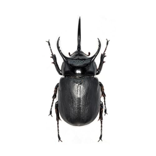 BACALYSO | ���� �p�v�A�T���{���d�m�J�u �t�B�M���A 9CM�� �①�ɓ\�� ���C���蕨 �}�O�l�b�g ���A�� ���� �}�� ���� �b�� ���� ��l���S �v���� �������� �͌^ �����i �u��