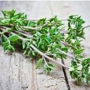 Sementes de Tomilho Topseed Garden 1g BLUE LINE