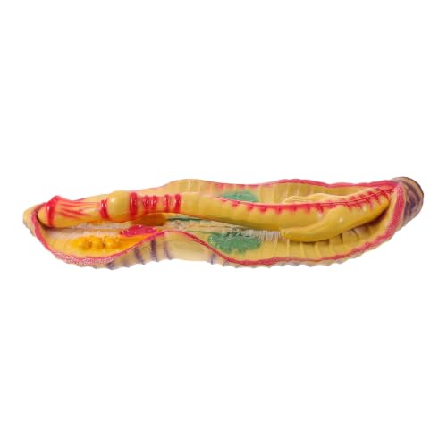 Modelo de lombriz portátil ideal para clases de biología y anatomía animal
