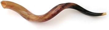 37"-39" Large Yemenite Kudu Horn Polished Shofar by Peer Hastam, with Anti Odor Spray, Made in Israel