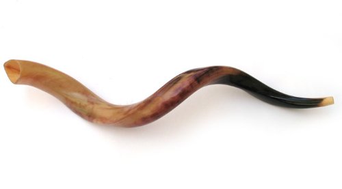 Photo 1 of 34"-36" Large Yemenite Kudu Horn Polished Shofar by Peer Hastam, with Anti Odor Spray, Made in Israel