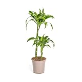 Plantenboetiek.nl