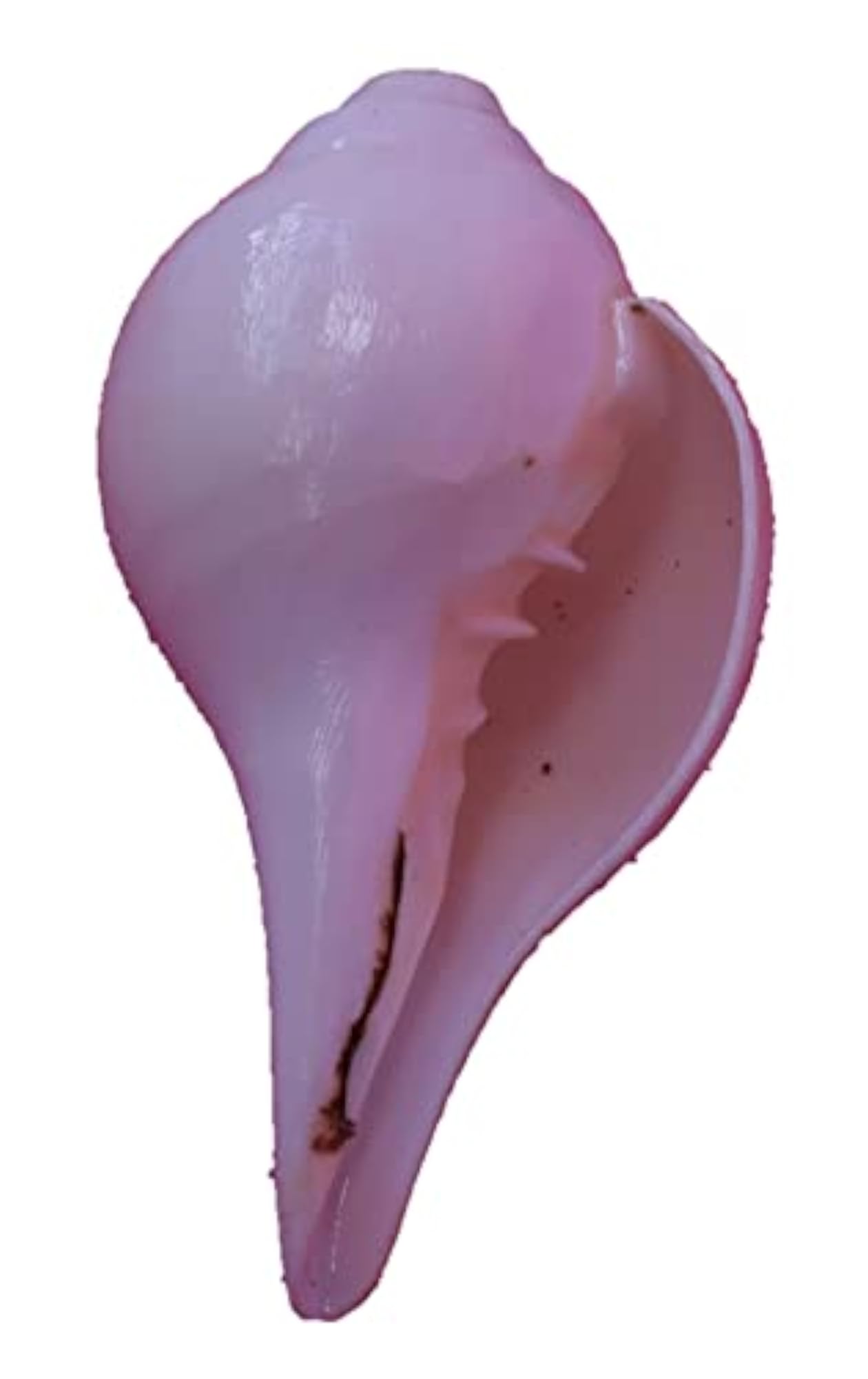 Natural Blowing Conch Shell for Puja