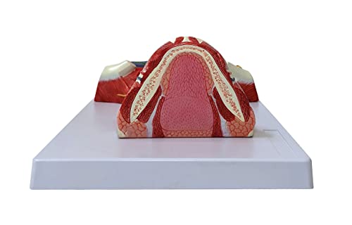 Axis Scientific Human Neck and Throat Anatomy Model | Life-Size Anatomical Model with Muscles, Arteries, Veins, Cartilage, and Bones | Includes Base and Full-Color Product Manual